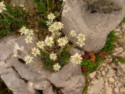 2013-08-18_Regina-F-Rau_Schachen_Blumen  (070).JPG